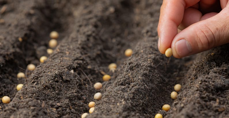 Pessoa semeando na terra